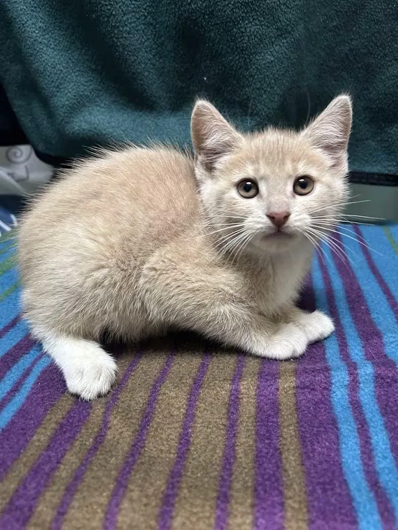 A baby medium-sized female Buff & White Domestic Short Hair cat named Kale for adoption in Greensboro, NC