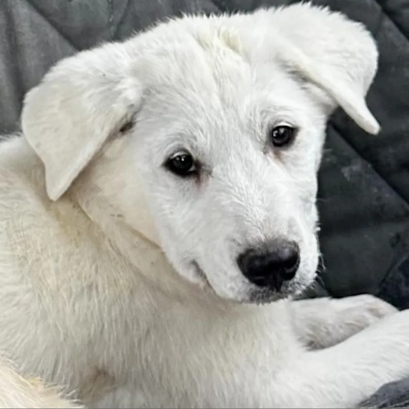 Felicity thumbnail 2