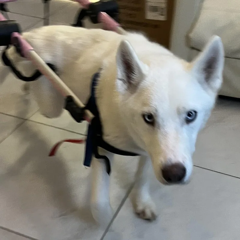 An adult medium-sized female White / Cream Husky dog named Kya for adoption in Hobe Sound, FL