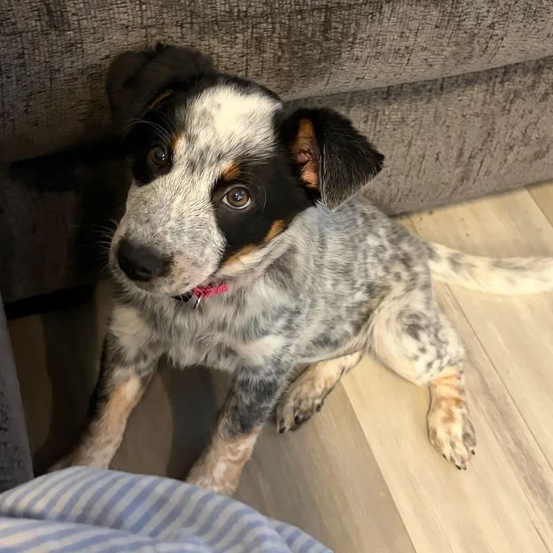 A baby medium-sized female Tricolor (Brown, Black, & White) Australian Cattle Dog / Blue Heeler dog named Dakota for adoption in Watertown, WI