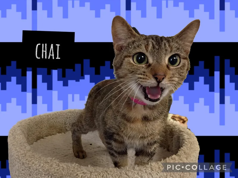 A young medium-sized female Domestic Short Hair cat named Chai for adoption in Muncie, IN