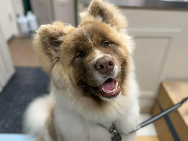 A young large-sized male Akita dog named Wookiee for adoption in Raleigh, NC