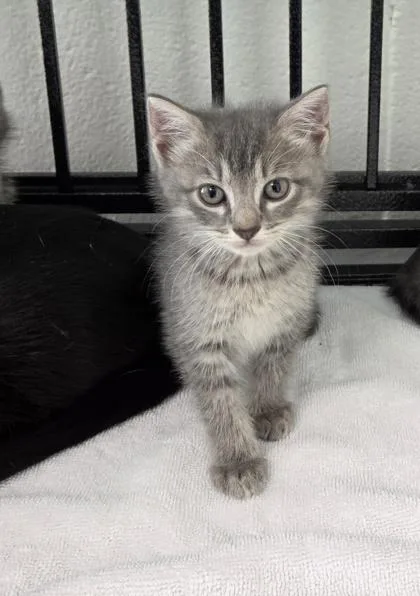 A baby medium-sized male Domestic Short Hair cat named Prescott Whitaker for adoption in West Memphis, AR