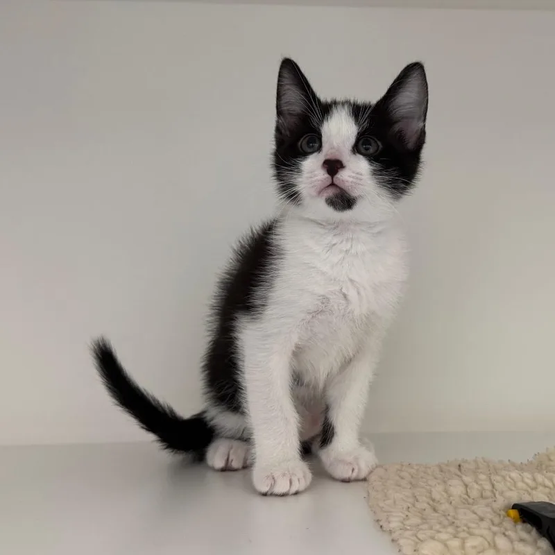 A baby small-sized male Black Domestic Short Hair cat named Molasses for adoption in League City, TX