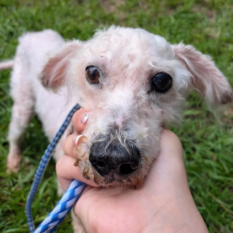 An adult small-sized male White / Cream Miniature Poodle dog named Walter James for adoption in Houston, TX