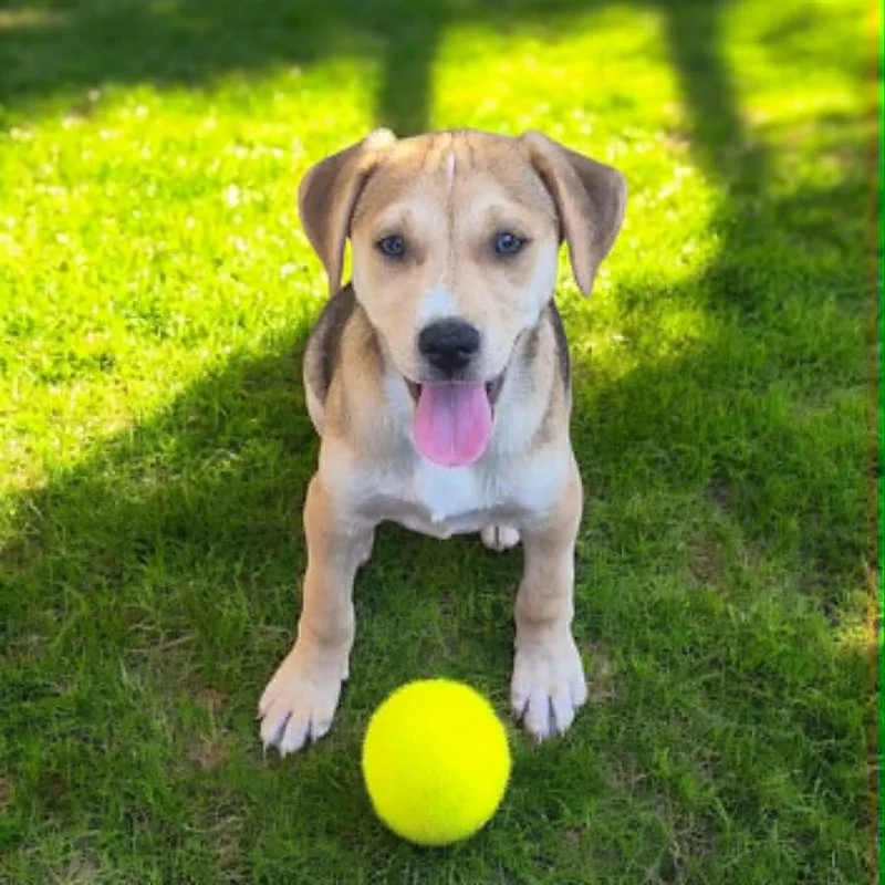 A baby medium-sized female Golden Mixed Breed dog named Feather for adoption in Silvana, WA