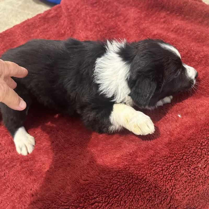 A baby medium-sized female Black Border Collie dog named Roxanne for adoption in Point Richmond, CA