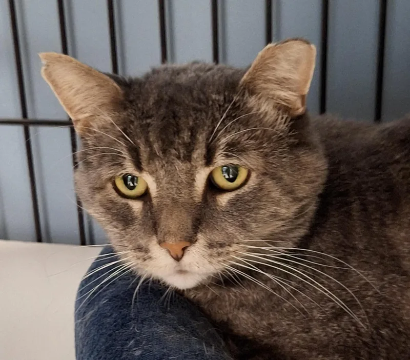 An adult medium-sized female Tabby (Gray / Blue / Silver) Domestic Short Hair cat named Hope for adoption in Spokane Valley, WA