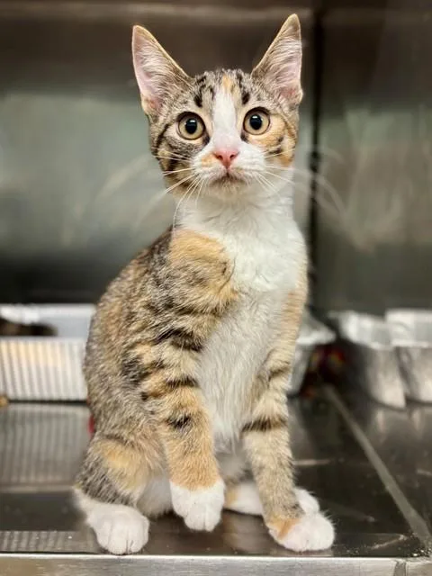 A baby small-sized female Domestic Short Hair cat named Midge for adoption in York, SC