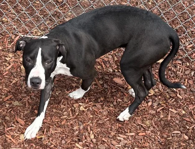 A young medium-sized female Pit Bull Terrier dog named Belle for adoption in Panama City, FL