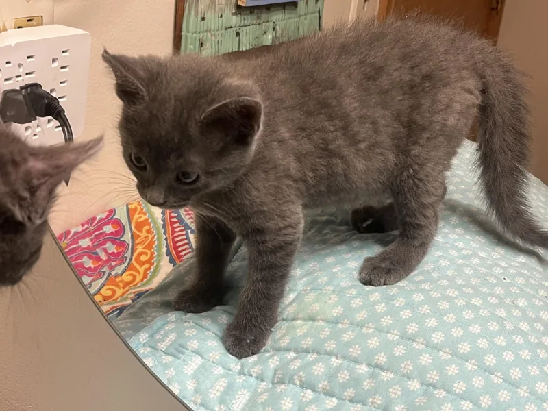 A baby medium-sized male Gray / Blue / Silver Domestic Short Hair cat named George and Munchkin for adoption in Farmington, MN