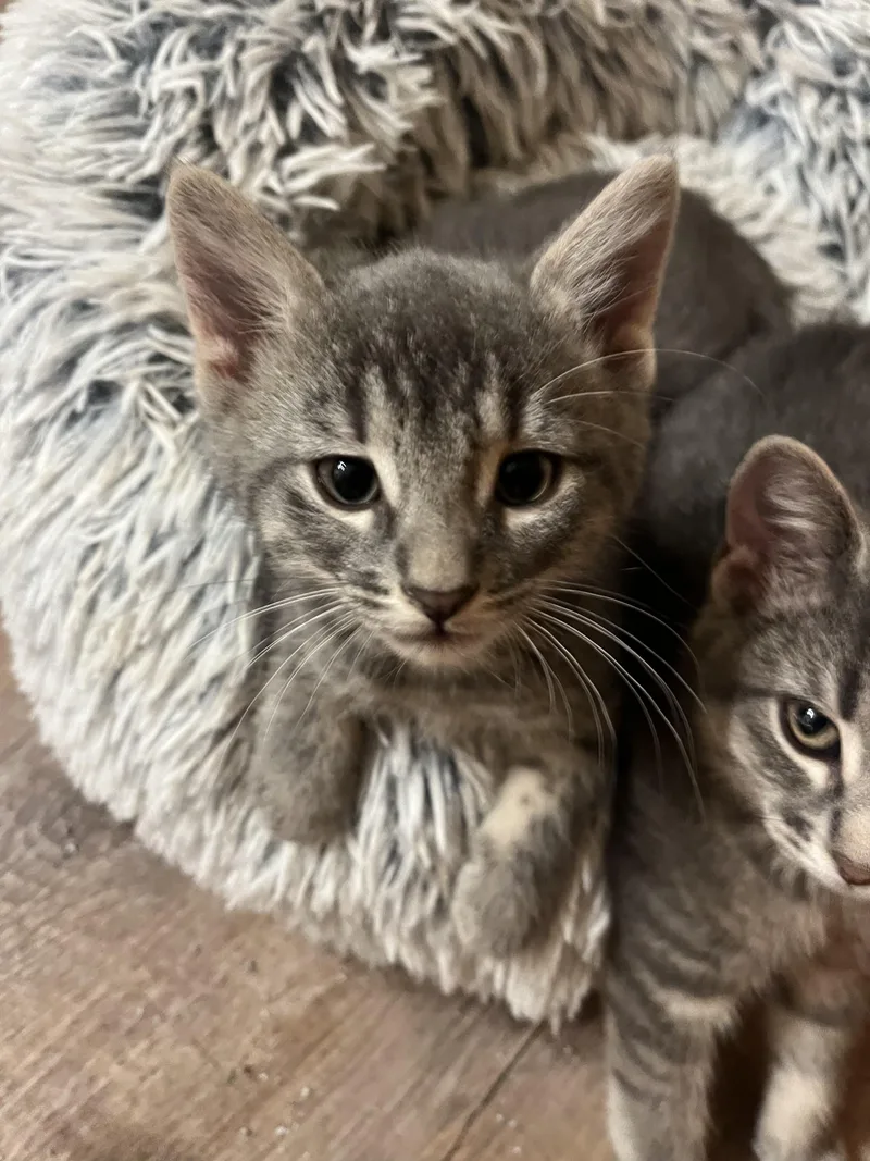 George and Munchkin thumbnail 2