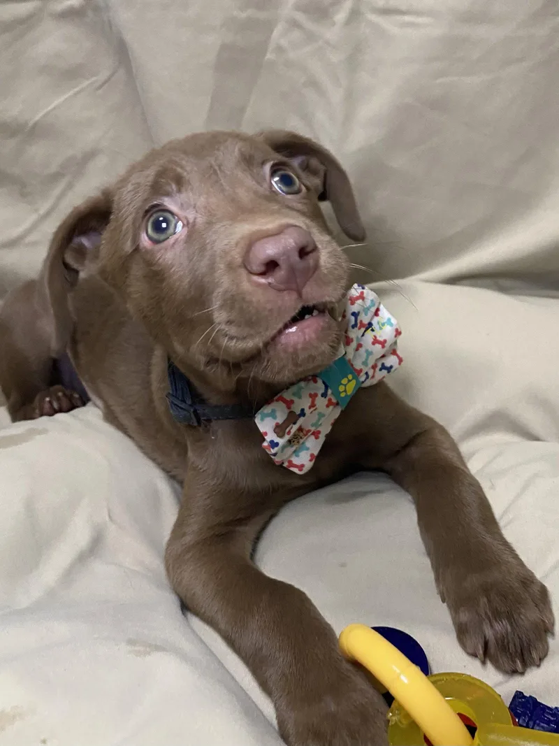 Brownie