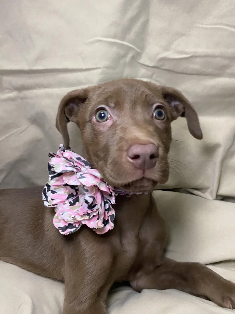 Brownie thumbnail 2