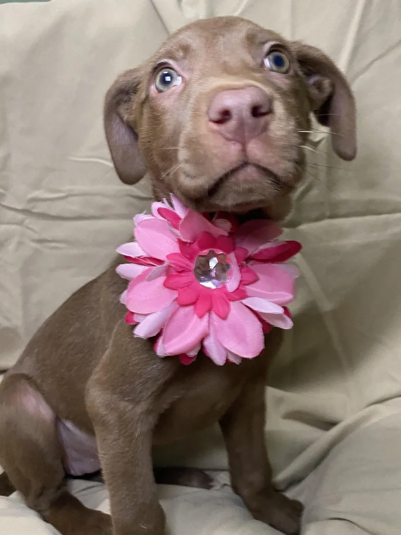 Brownie thumbnail 3
