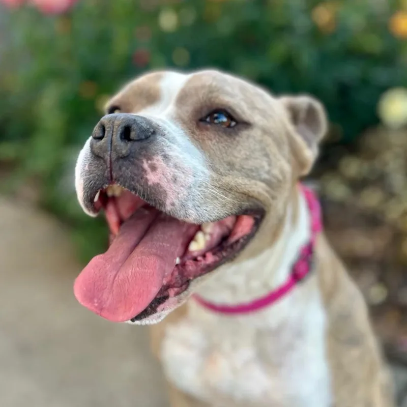 Gracie