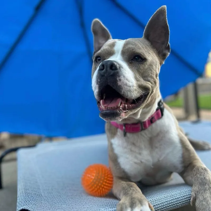 Gracie thumbnail 4