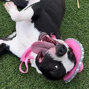 An adult small-sized female Black Mixed Breed dog named Calypso for adoption in Galveston, TX