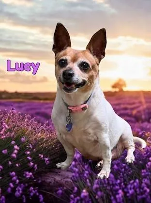 Lucy thumbnail 2