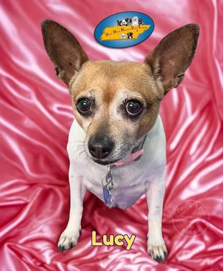Lucy thumbnail 3