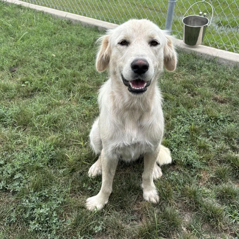 A young medium-sized female Great Pyrenees dog named Snow for adoption in Sunnyvale, TX