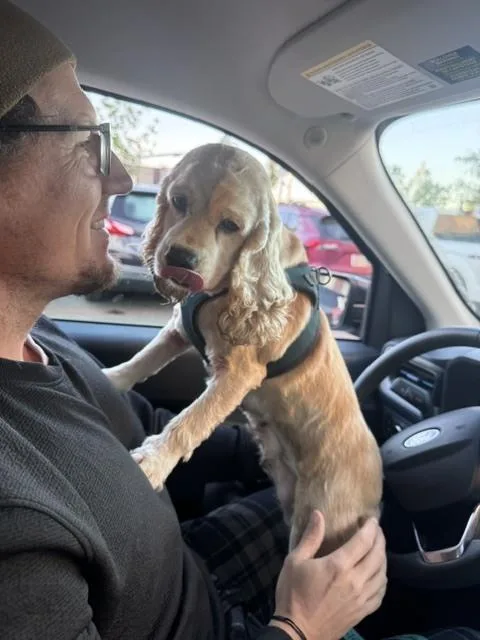 A senior small-sized female Cocker Spaniel dog named Moxie for adoption in Columbus, OH