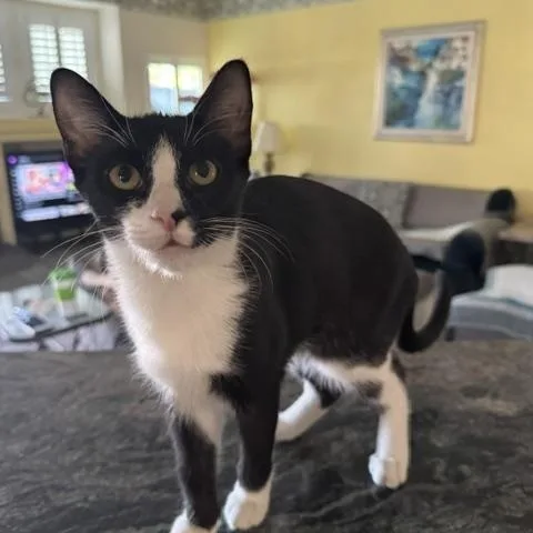 A baby medium-sized female Black & White / Tuxedo Domestic Short Hair cat named Demi for adoption in Las Vegas, NV