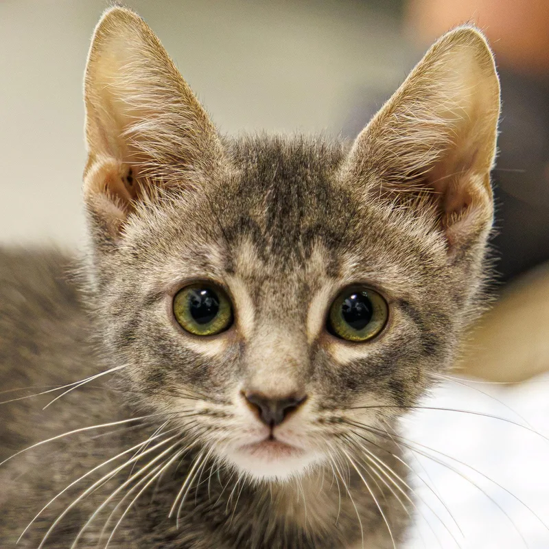 A baby medium-sized male Gray / Blue / Silver Domestic Short Hair cat named Justice for adoption in St. Cloud, FL