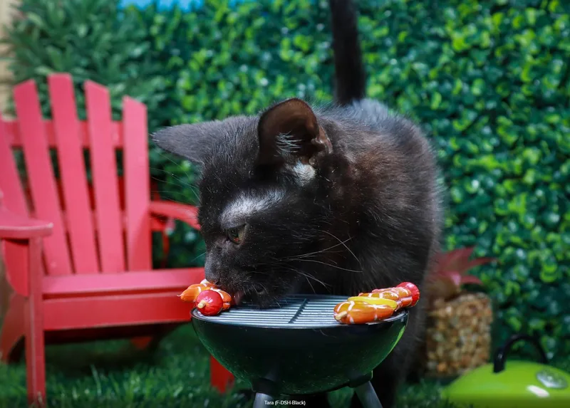 A baby medium-sized female Black Domestic Short Hair cat named Tara for adoption in Parker, TX