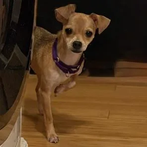 An adult small-sized female Apricot / Beige Chihuahua dog named Creole for adoption in Brooklyn, NY