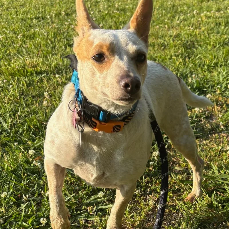 Mia