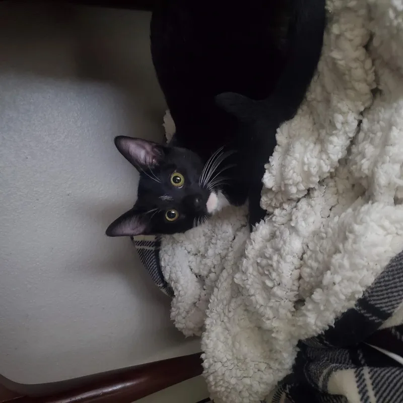 A young medium-sized male Black Domestic Short Hair cat named Felix Finch for adoption in Chandler, AZ