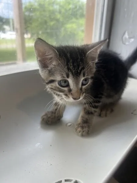 A baby small-sized male Domestic Short Hair cat named Mystery Saja for adoption in Cleveland, TN