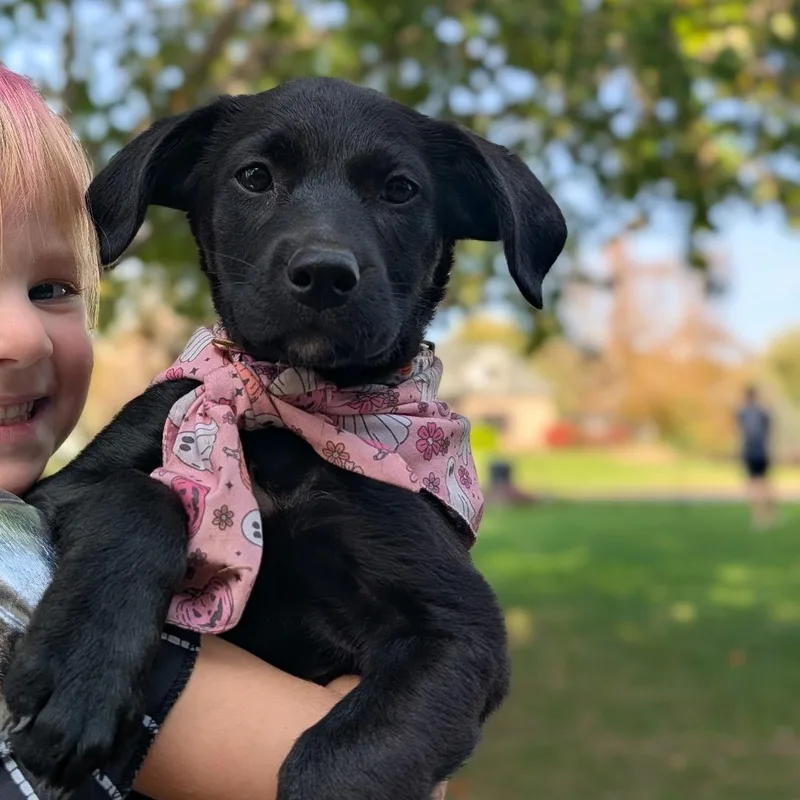 A baby medium-sized female Black Labrador Retriever dog named Eve for adoption in Byron, IL