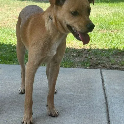 A baby small-sized male Yellow / Tan / Blond / Fawn Feist dog named Turtle for adoption in Sanford, NC