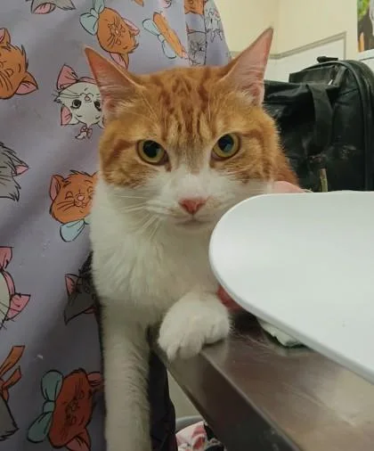 An adult small-sized male Domestic Short Hair cat named Menace for adoption in Palm Coast, FL