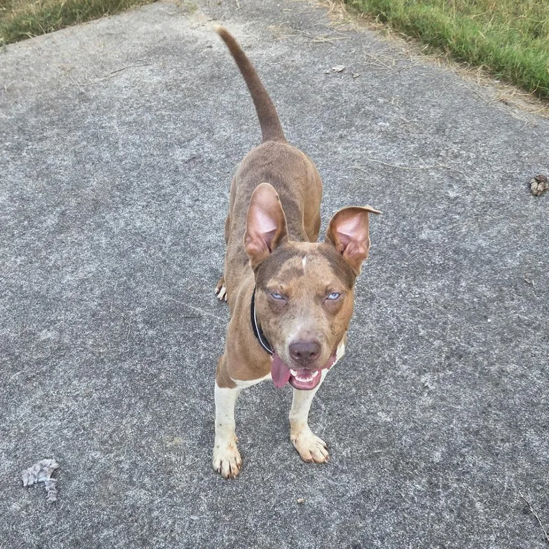 An adult medium-sized male Red / Chestnut / Orange Cattle Dog dog named Garrett for adoption in Brownsboro, AL