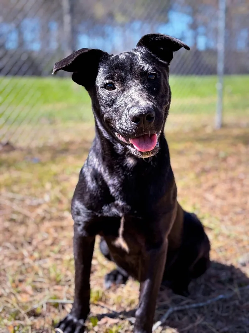 An adult medium-sized female Black Labrador Retriever dog named Xena for adoption in Livingston, TX