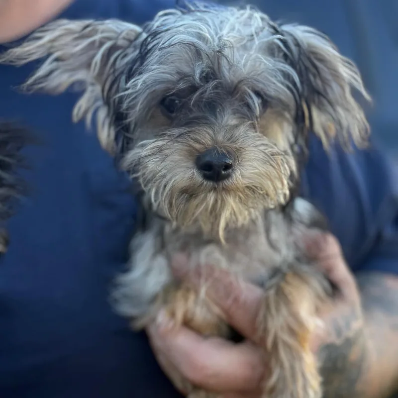 A baby small-sized male Yorkshire Terrier dog named Swiggy for adoption in Lancaster, OH