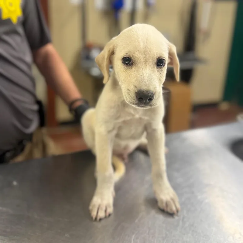 A baby small-sized male White / Cream Mixed Breed dog named Charger for adoption in Pauls Valley, OK