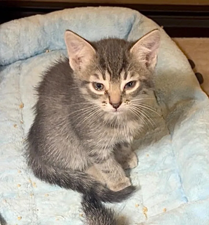 A baby medium-sized female Tabby (Brown / Chocolate) Tabby cat named Catniss Everclean for adoption in Mira Loma, CA
