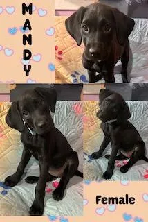 Mandy  "Duck" Litter thumbnail 2