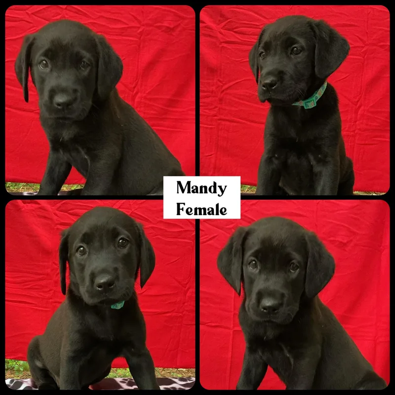 Mandy  "Duck" Litter thumbnail 3