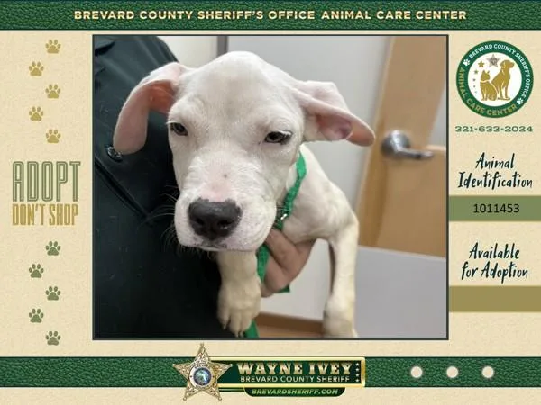 A baby small-sized female Mixed Breed dog named Stray for adoption in Melbourne, FL