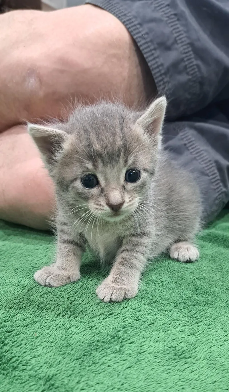 A baby small-sized female Domestic Short Hair cat named Char for adoption in Dixon, CA