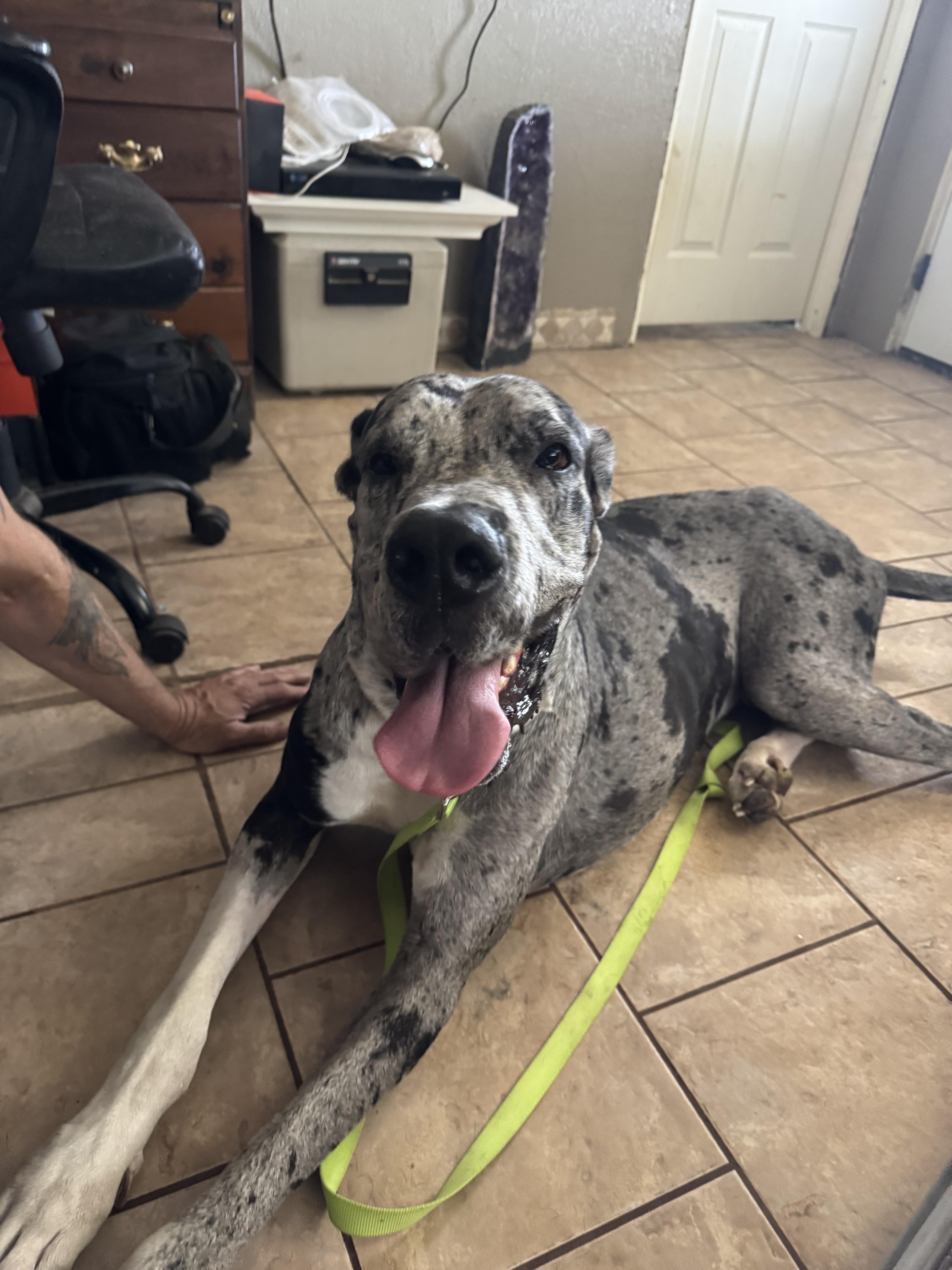 An adult large-sized male Great Dane dog named Puddle for adoption in Mesa, AZ
