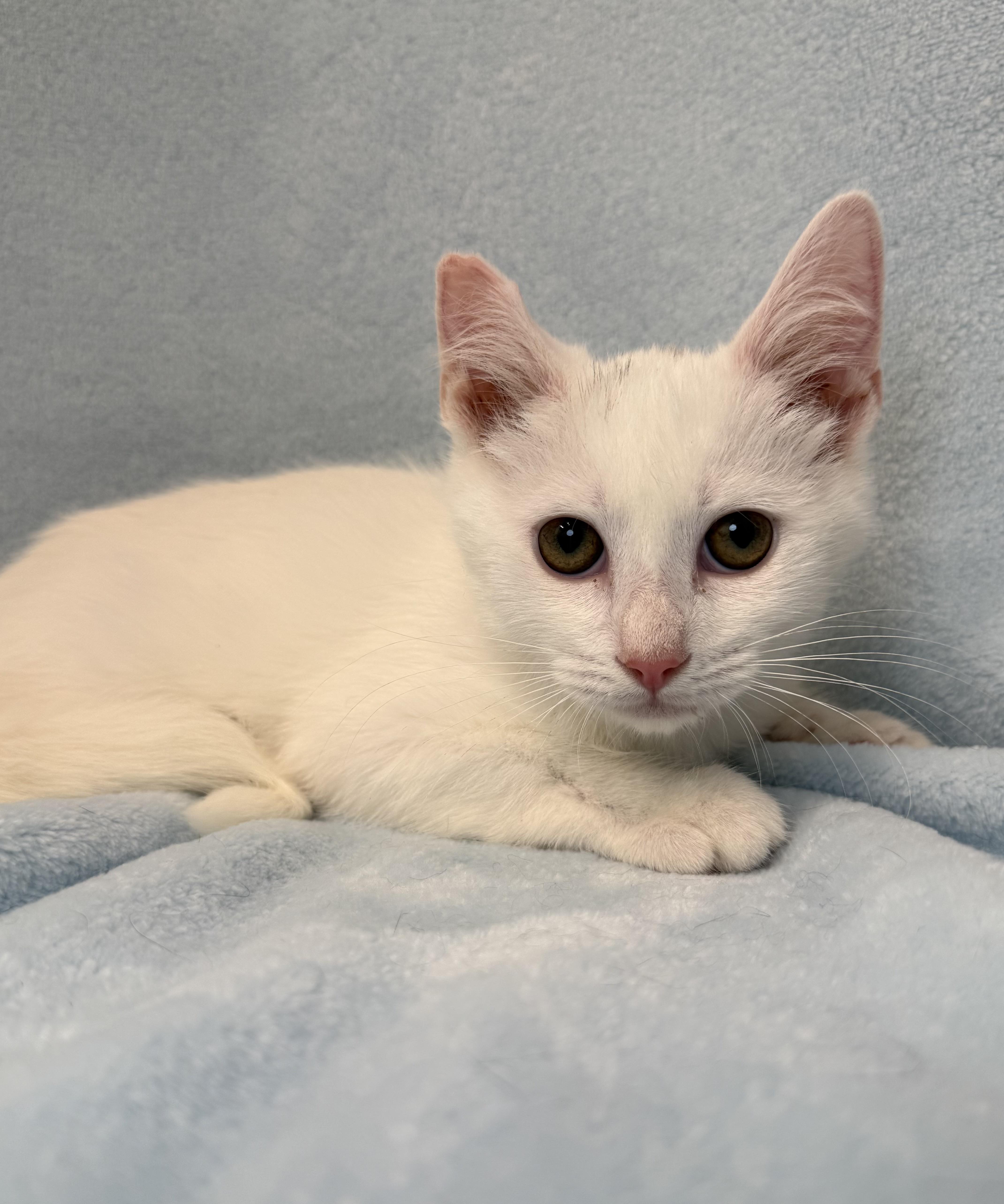 A baby medium-sized male White Domestic Medium Hair cat named Pinocchio for adoption in Greensboro, NC