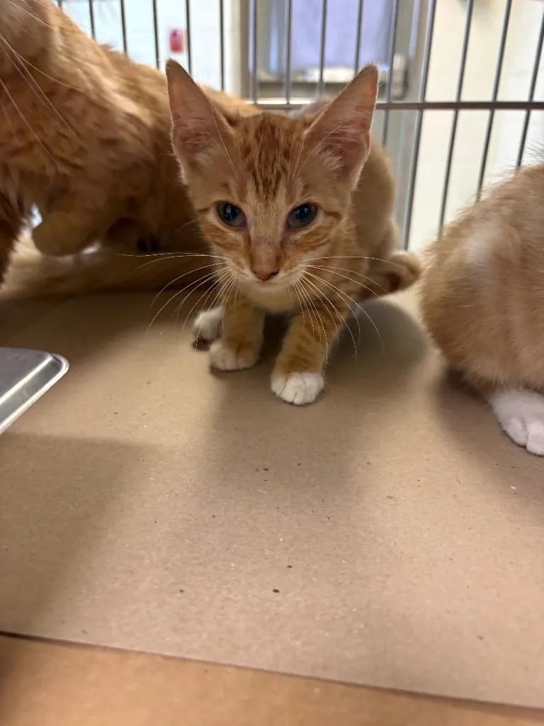 A baby medium-sized female Tabby cat named Snapdragon for adoption in Nacogdoches, TX