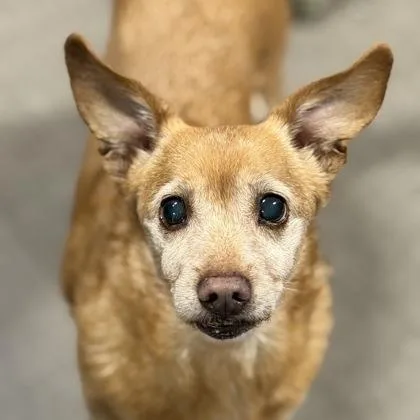 A senior small-sized male Yellow / Tan / Blond / Fawn Chihuahua dog named Benji Anthony for adoption in Sacramento, CA