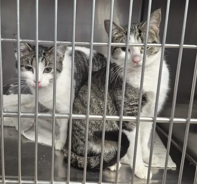 A young small-sized female Domestic Short Hair cat named Judy for adoption in Decatur, IL